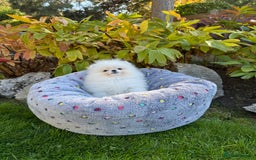 Pomeranian dogs for sale: SUPER TINY ICE WHITE POMERANIAN BOY - Image 30