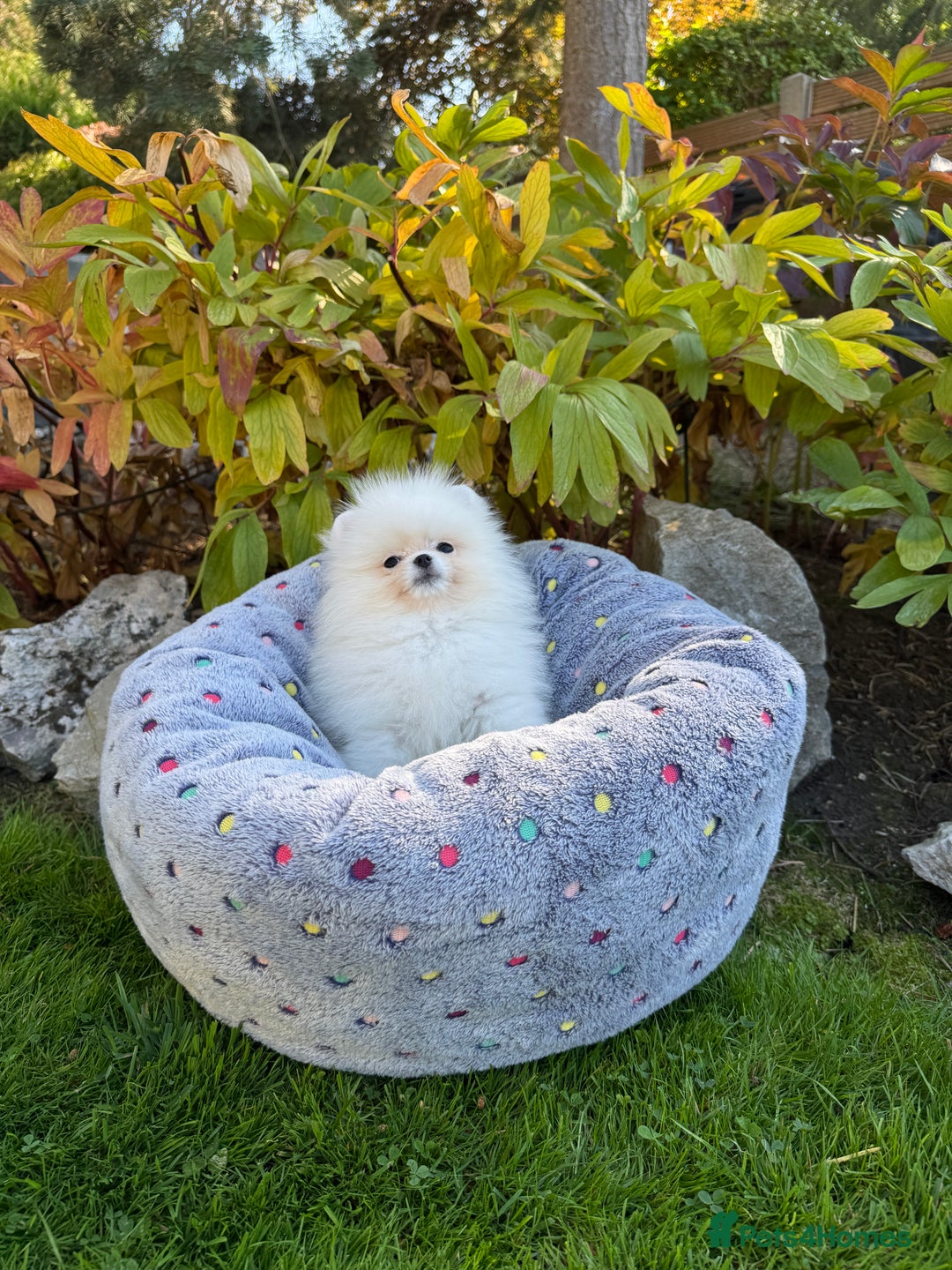 Pomeranian dogs for sale: SUPER TINY ICE WHITE POMERANIAN BOY - Image 30