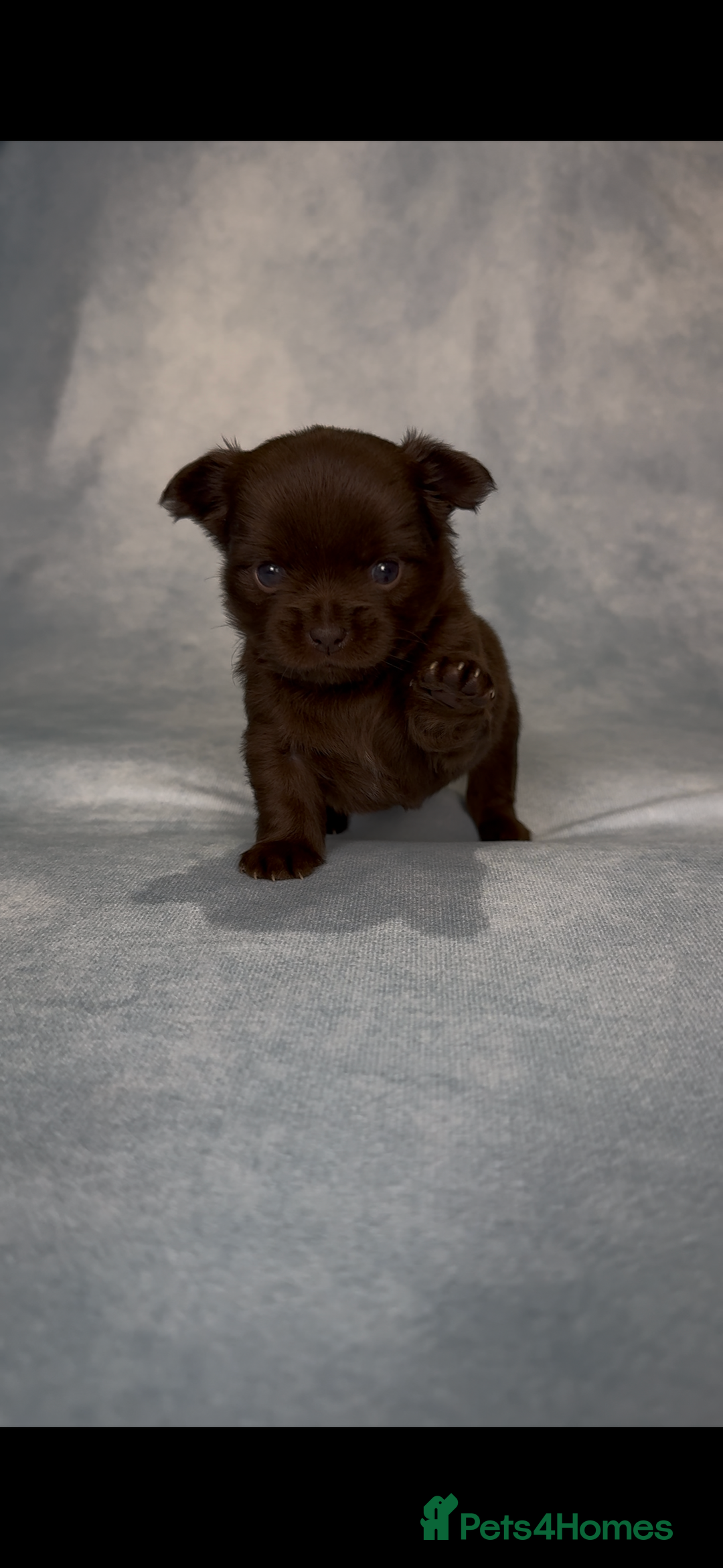 Chihuahua dogs for sale: Chihuahua puppies available on  ** s  - Advert 37