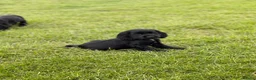 Cocker Spaniel dogs for sale: SHOW TYPE COCKER SPANEILS now ready for new home - Advert 4