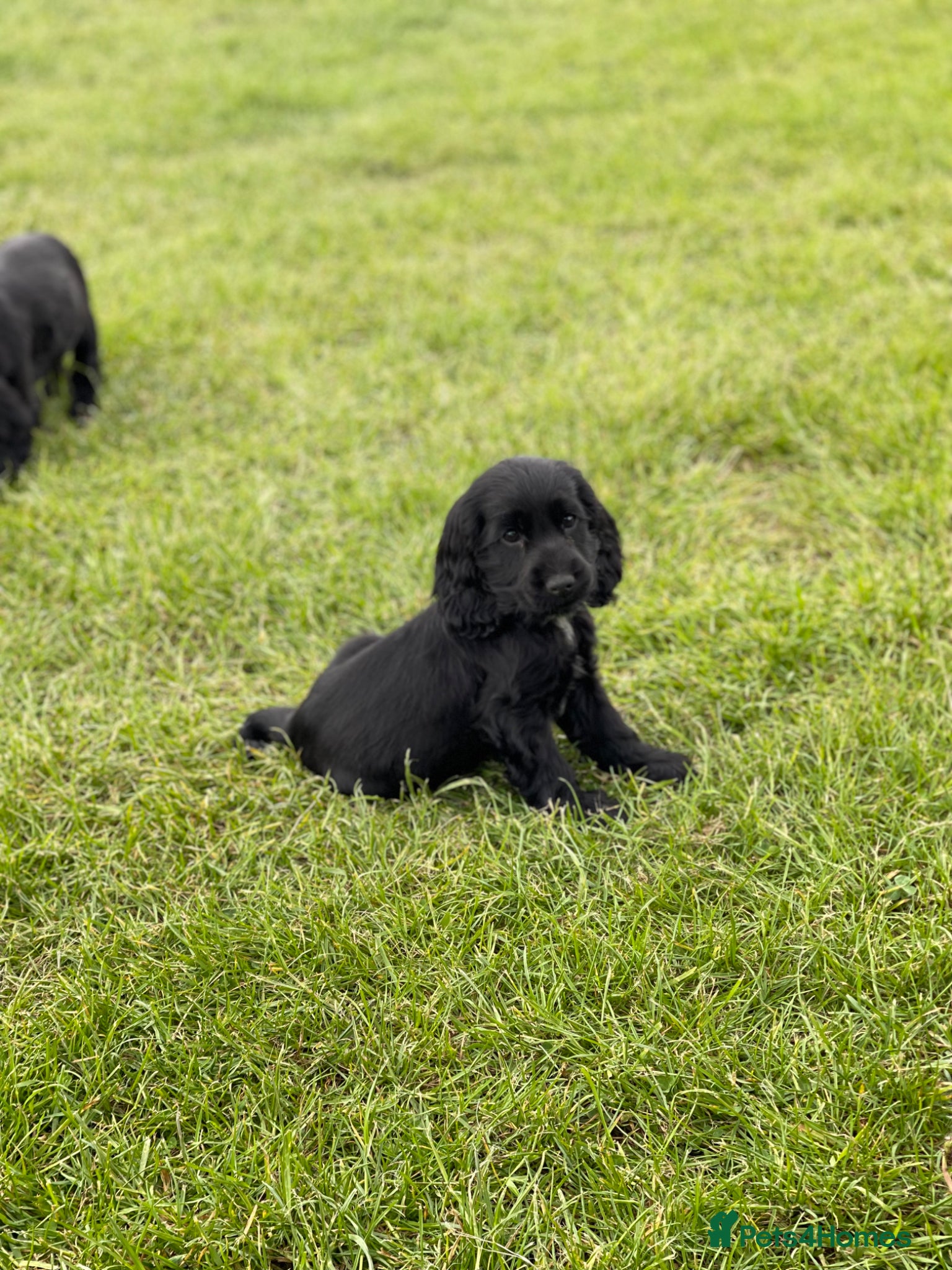 Cocker Spaniel dogs SHOW TYPE COCKER SPANEILS now ready for new home - Advert 5