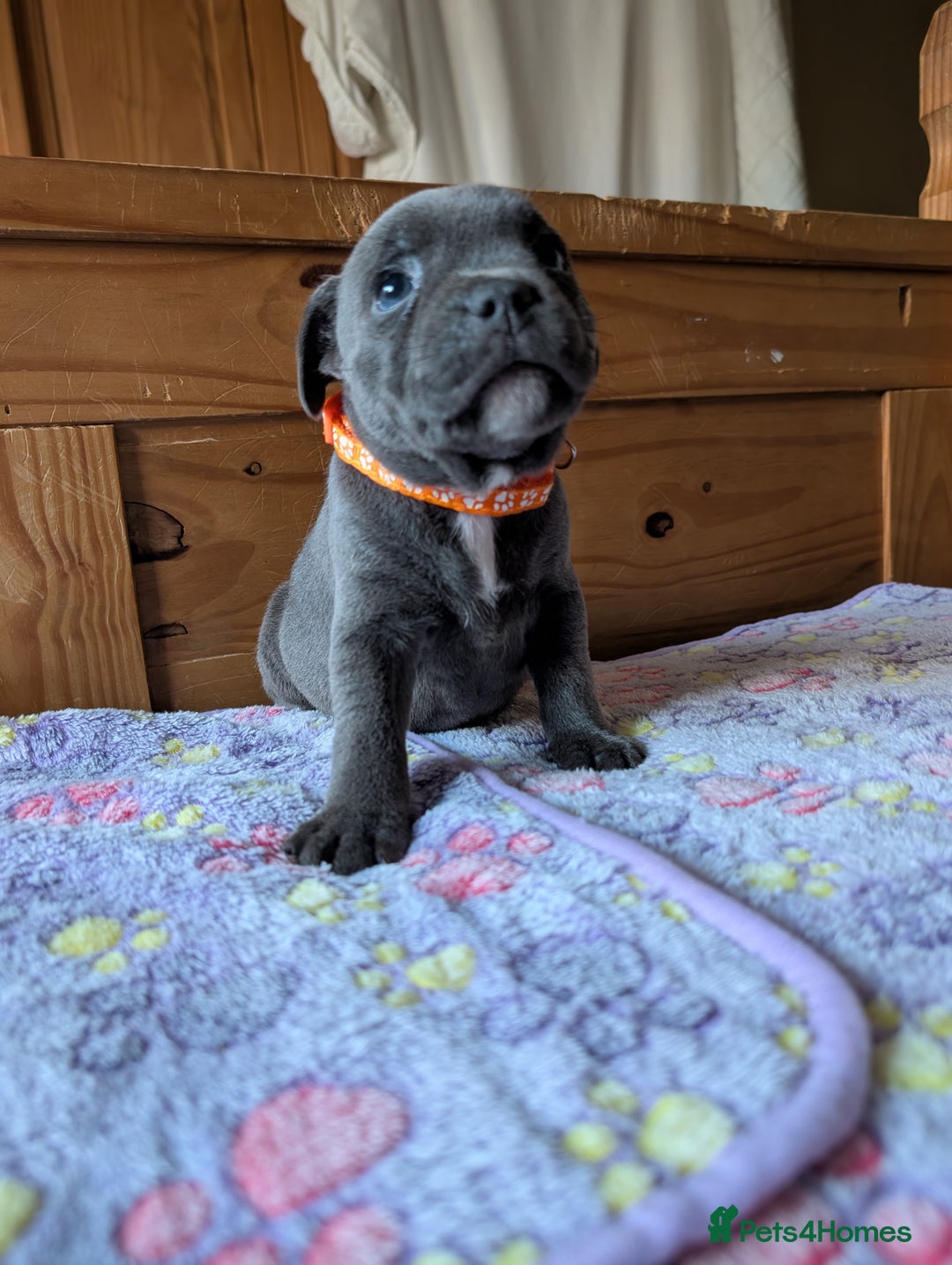 Staffordshire Bull Terrier dogs for sale: Beautiful Kennel registered blue staffie for sale  - Image 16