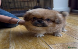 Pekingese dogs for sale: Gorgeous Pekingese puppies  - Image 7