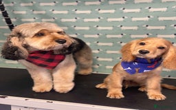 Cockapoo dogs for stud: Male dog for stud - Image 6
