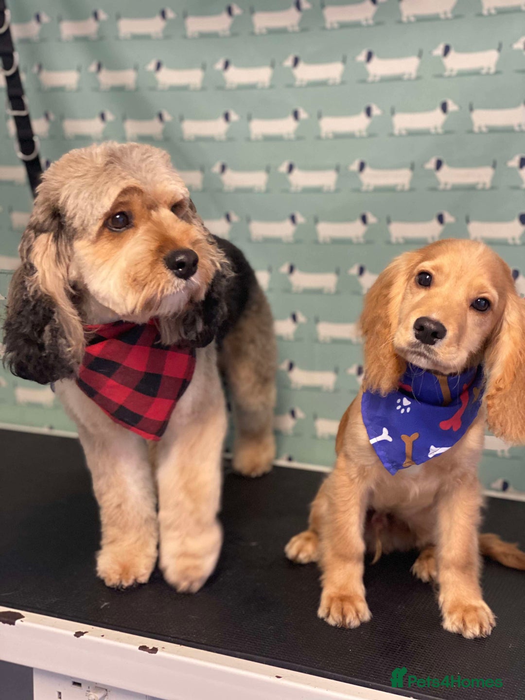 Cockapoo dogs for stud: Male dog for stud - Image 6