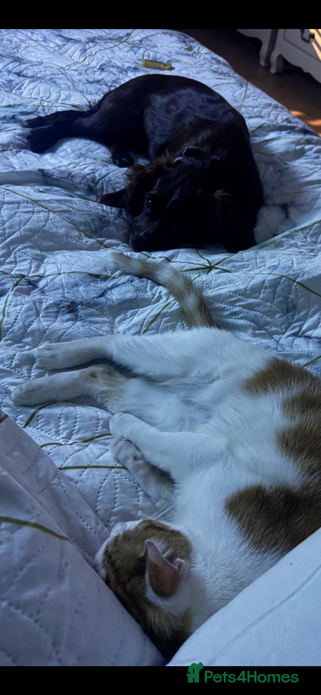Domestic Shorthair cats for sale: Heartbreakingly a marriage breakup forces rehome - Image 29