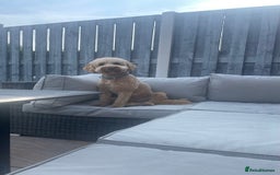 Cockapoo dogs for stud: Stud only! - Image 7