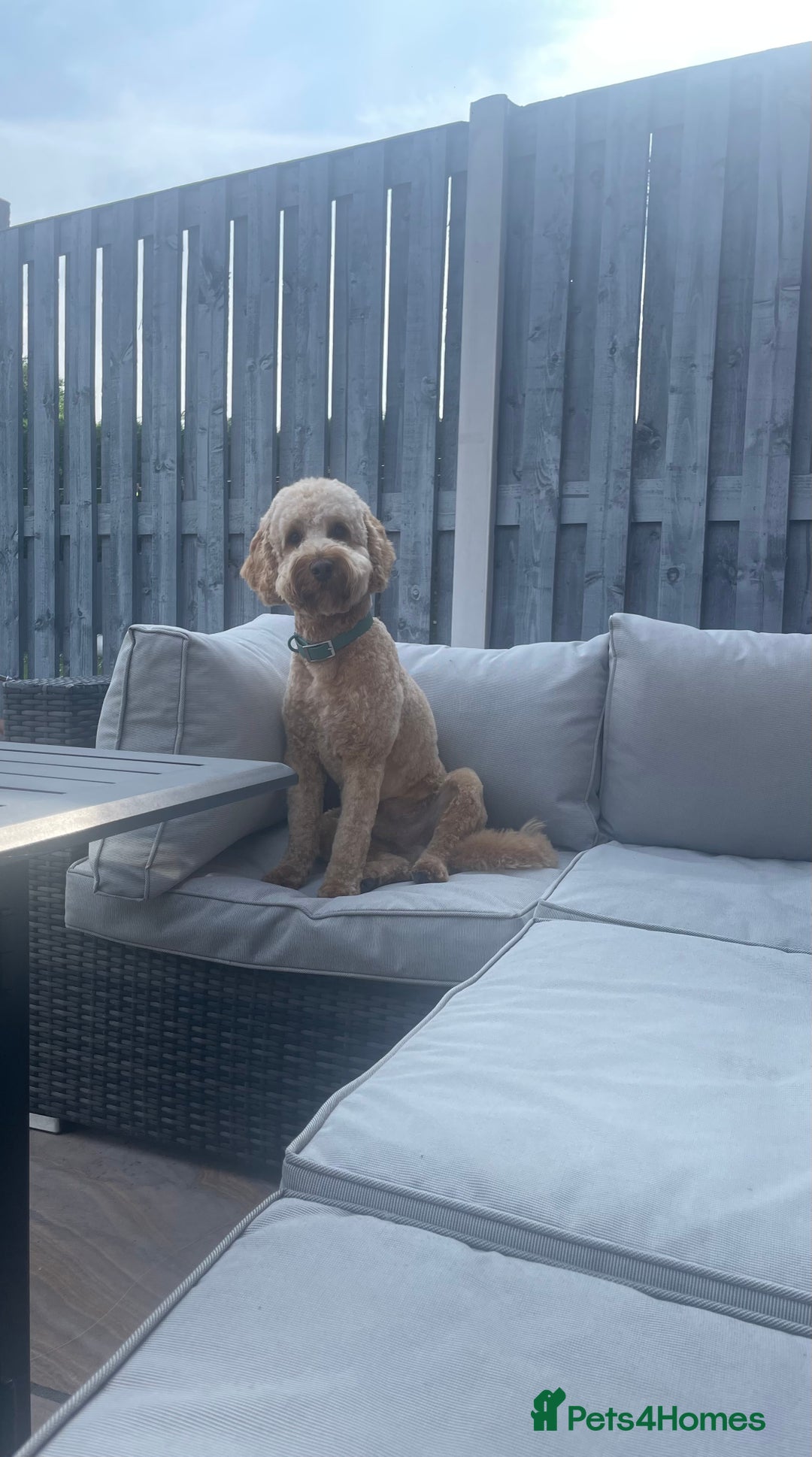 Cockapoo dogs for stud: Stud only! - Image 7