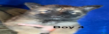 Boy 4