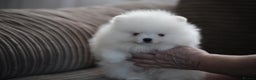 Pomeranian dogs for stud: Olaf white Pomeranian stud in Liverpool - Advert 7
