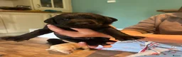 Labrador Retriever dogs for sale: Labrador Puppies - Advert 15