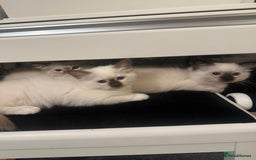 Birman cats for sale: Lovely Birman kittens  - Image 20