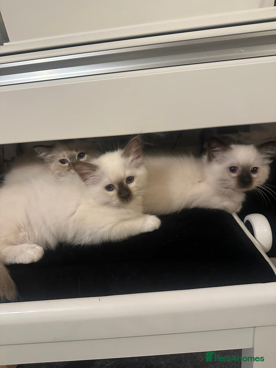 Birman cats for sale: Lovely Birman kittens  - Image 20