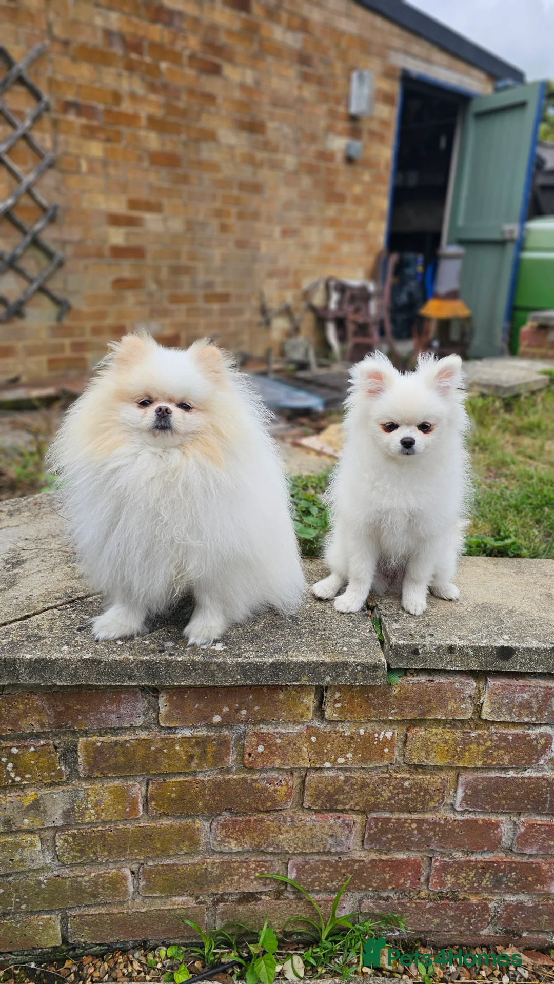 Pomeranian dogs for sale: Pomeranian Male for Sale - Advert 4