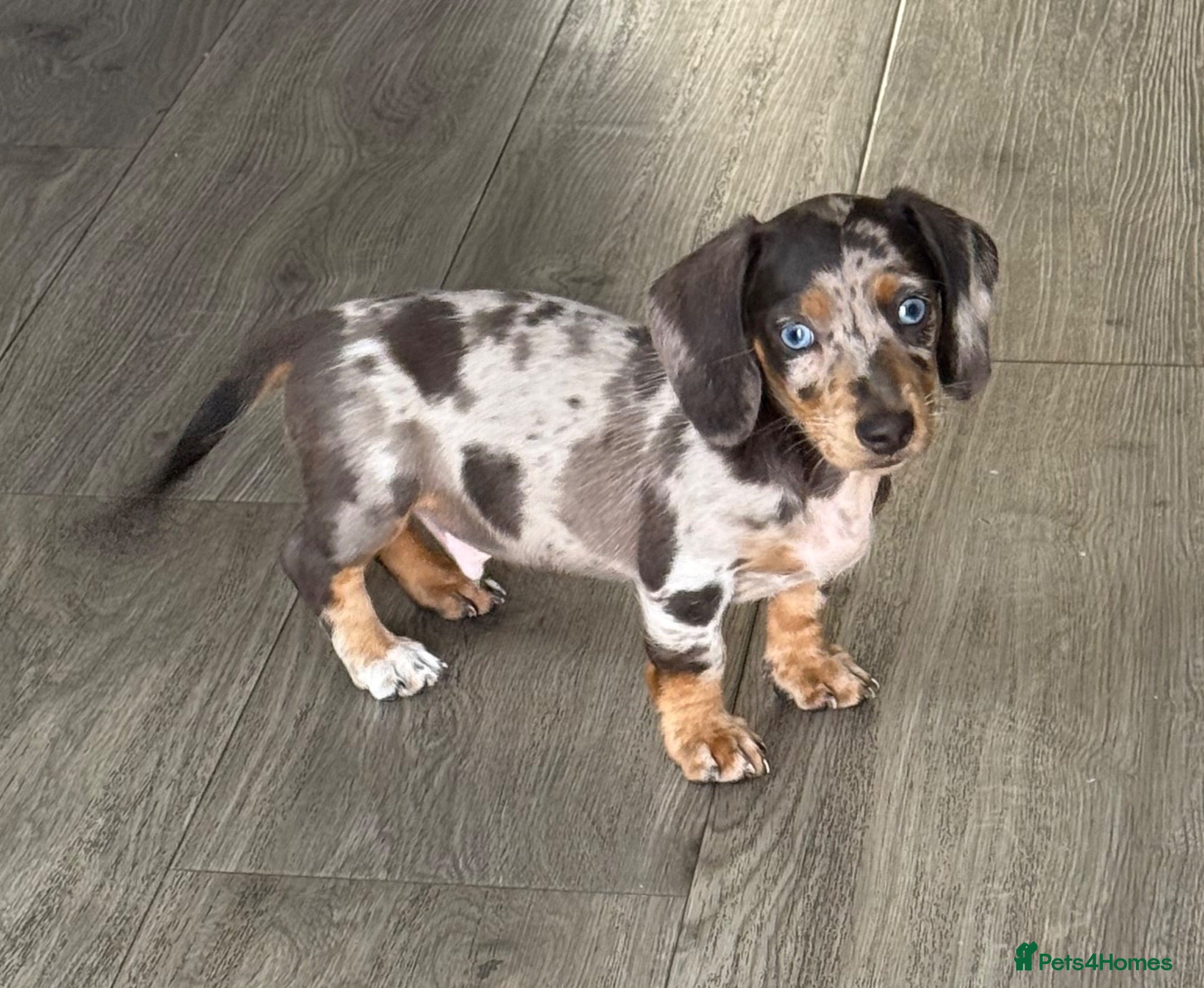 Miniature Dachshund dogs EXTREME CUTENESS! MINIATURE DACHSHUND PUPPIES ❤️🤍 - Advert 8