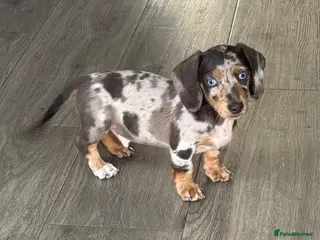 Miniature Dachshund dogs EXTREME CUTENESS! MINIATURE DACHSHUND PUPPIES ❤️🤍 - Advert 4