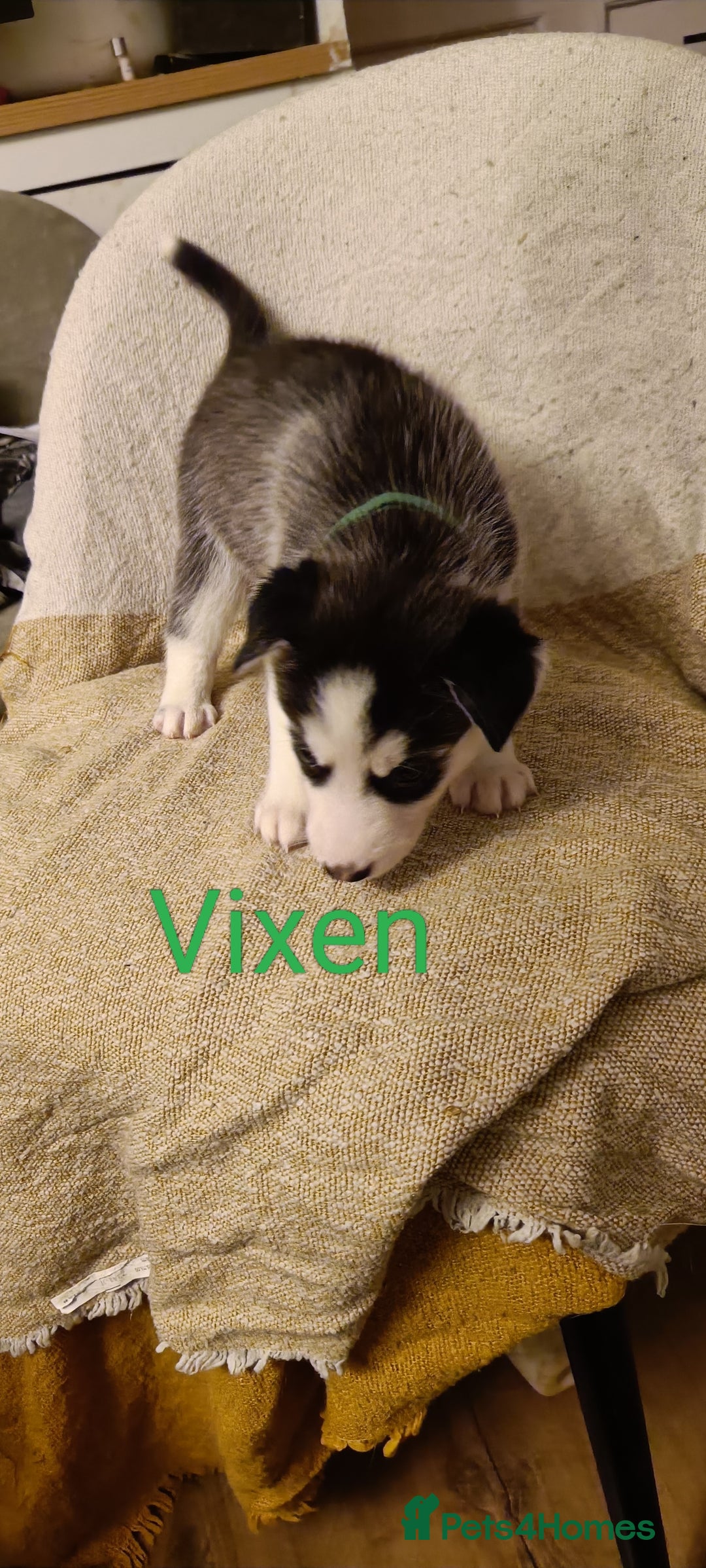 Shepsky dogs for sale: 9x Gorgeous Shepsky Puppies available 31/01 - Advert 16