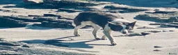Border Collie dogs for sale: Border Collie bitch, 5 years old - Advert 4