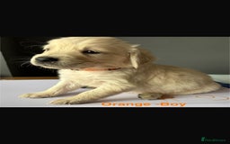 Golden Retriever dogs for sale: Golden Retriever puppies  - Image 4