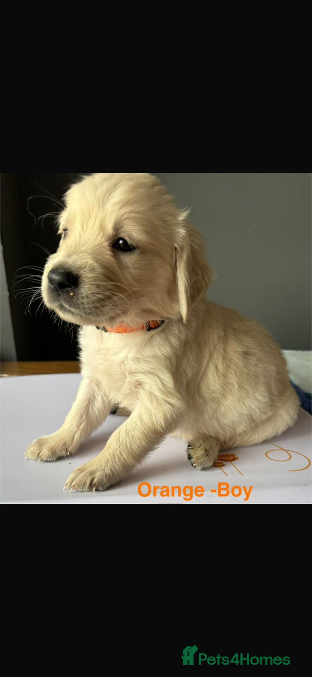 Golden Retriever dogs for sale: Golden Retriever puppies  - Image 4