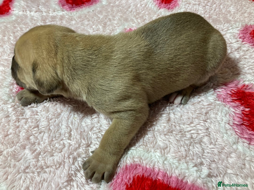 Mixed Breed dogs for sale: Presa Canario x Boerboel Puppies in Bromley - Image 20