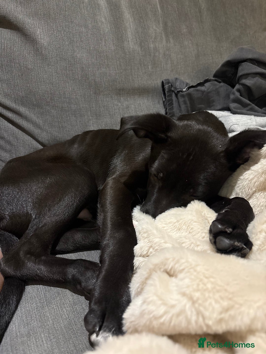 Staffordshire Bull Terrier dogs for sale: 16 week old staffy puppy  - Advert 1