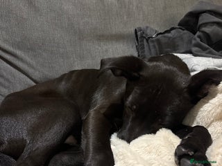 Staffordshire Bull Terrier dogs 16 week old staffy puppy - Advert 1