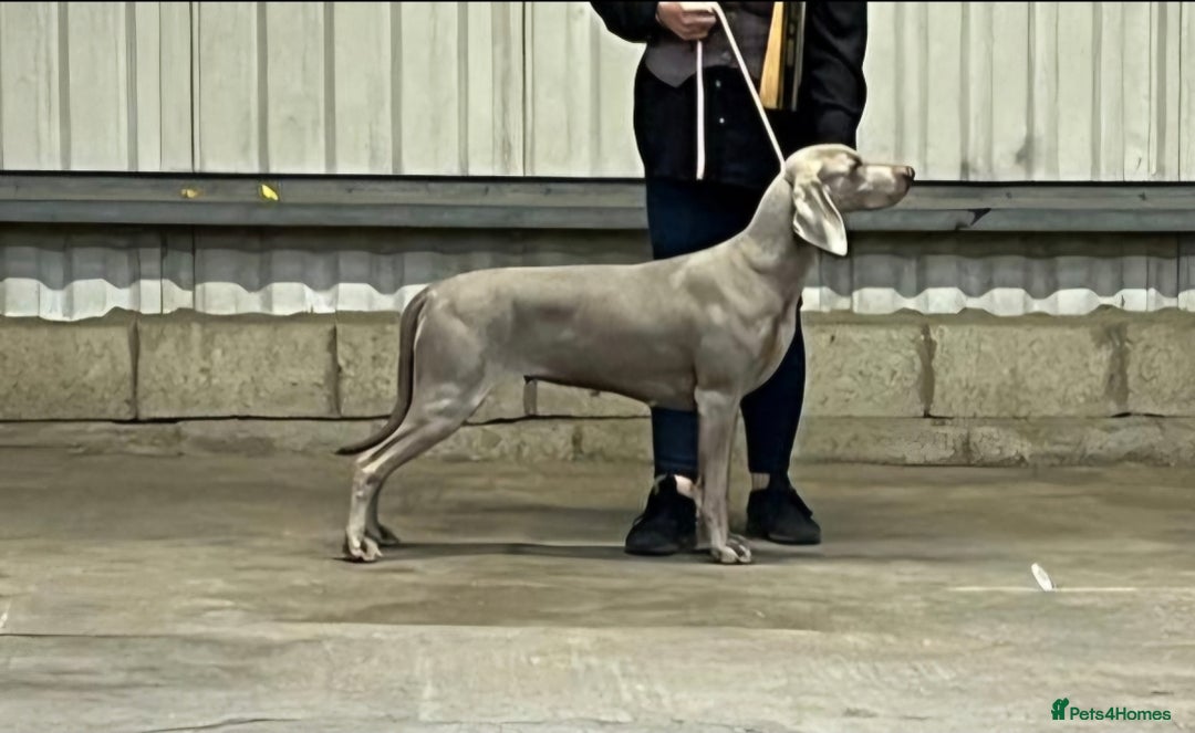 Weimaraner dogs for sale: Stunning KC reg silver/grey Weimaraner puppies - Image 2
