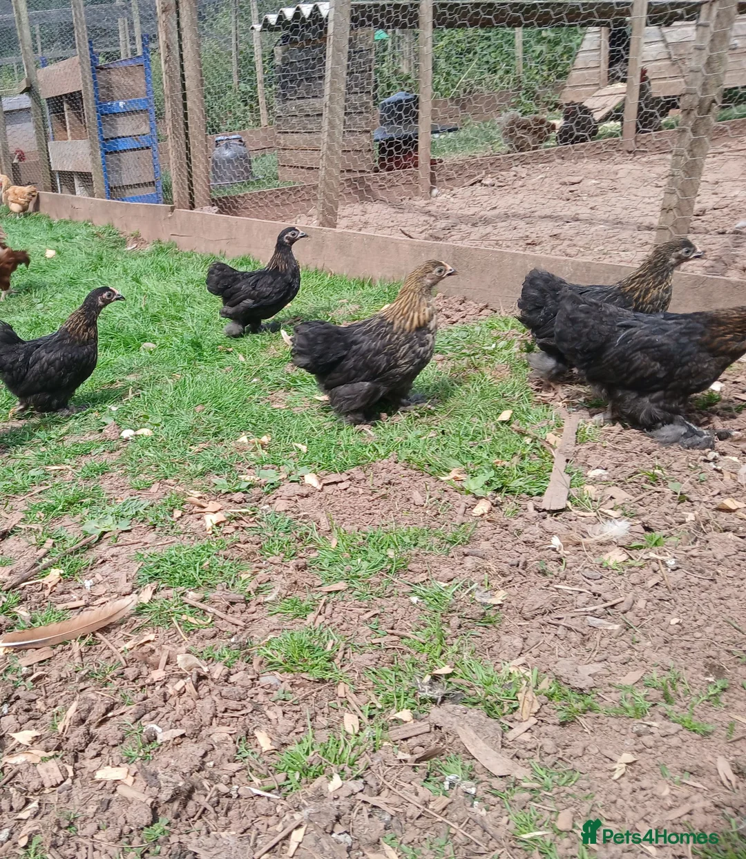 Chickens poultry for sale: Pekin bantam pullets - Advert 1