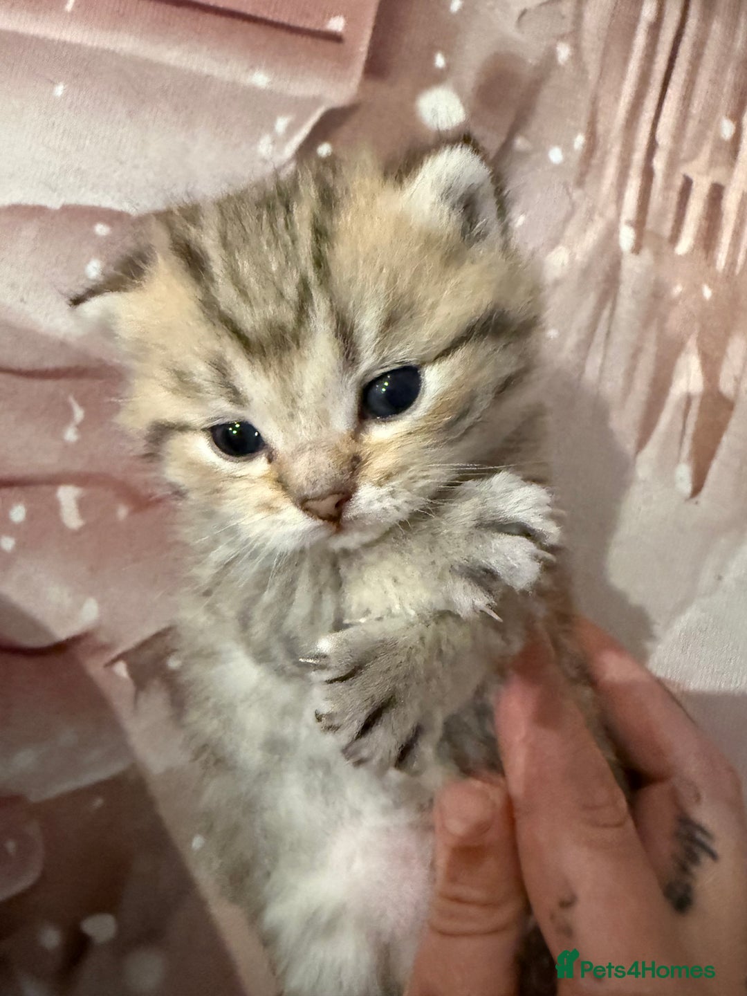 British Shorthair cats for sale: Champion British shorthair kitten  - Advert 6