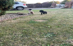 Cocker Spaniel dogs for sale: Cocker spaniel puppies🤩 - Image 11