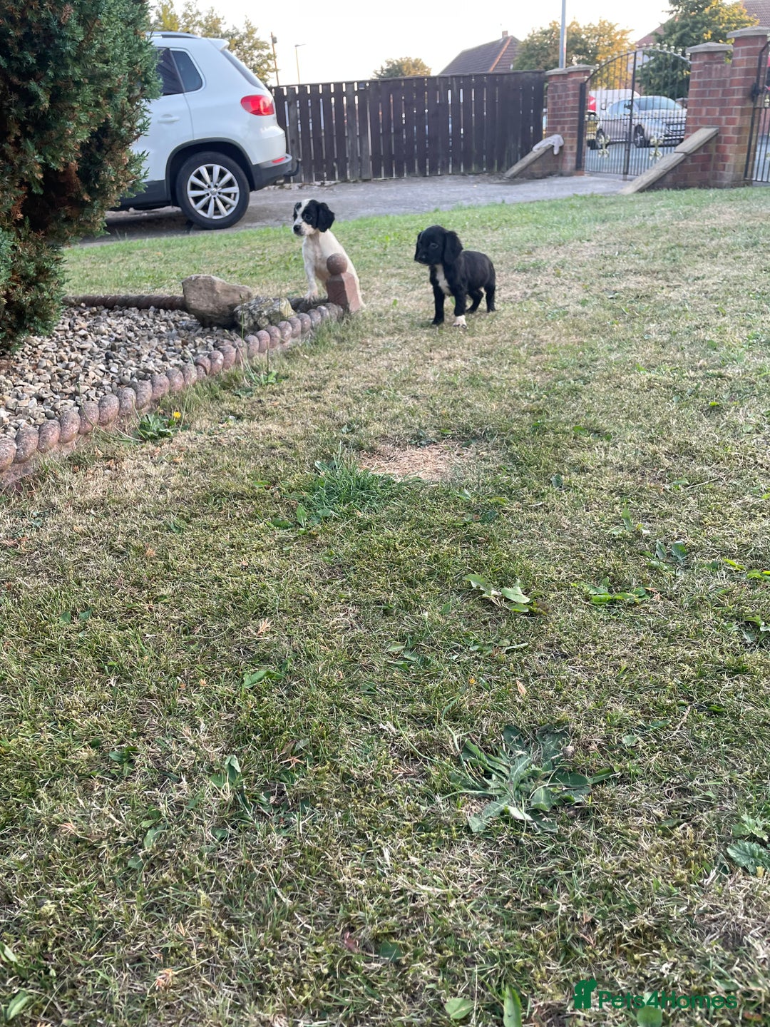 Cocker Spaniel dogs for sale: Cocker spaniel puppies🤩 - Image 11