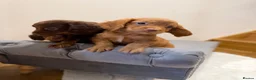 Cocker Spaniel dogs for sale: Quality working spaniels - Advert 9