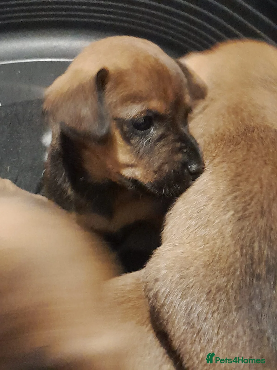 Mixed Breed dogs for sale: Cairn terriers - Advert 31