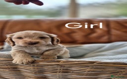 Cocker Spaniel dogs for sale: Cocker Spaniel Puppies - Image 2