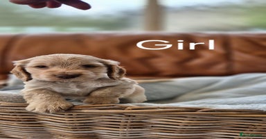 Cocker Spaniel dogs - Advert 4