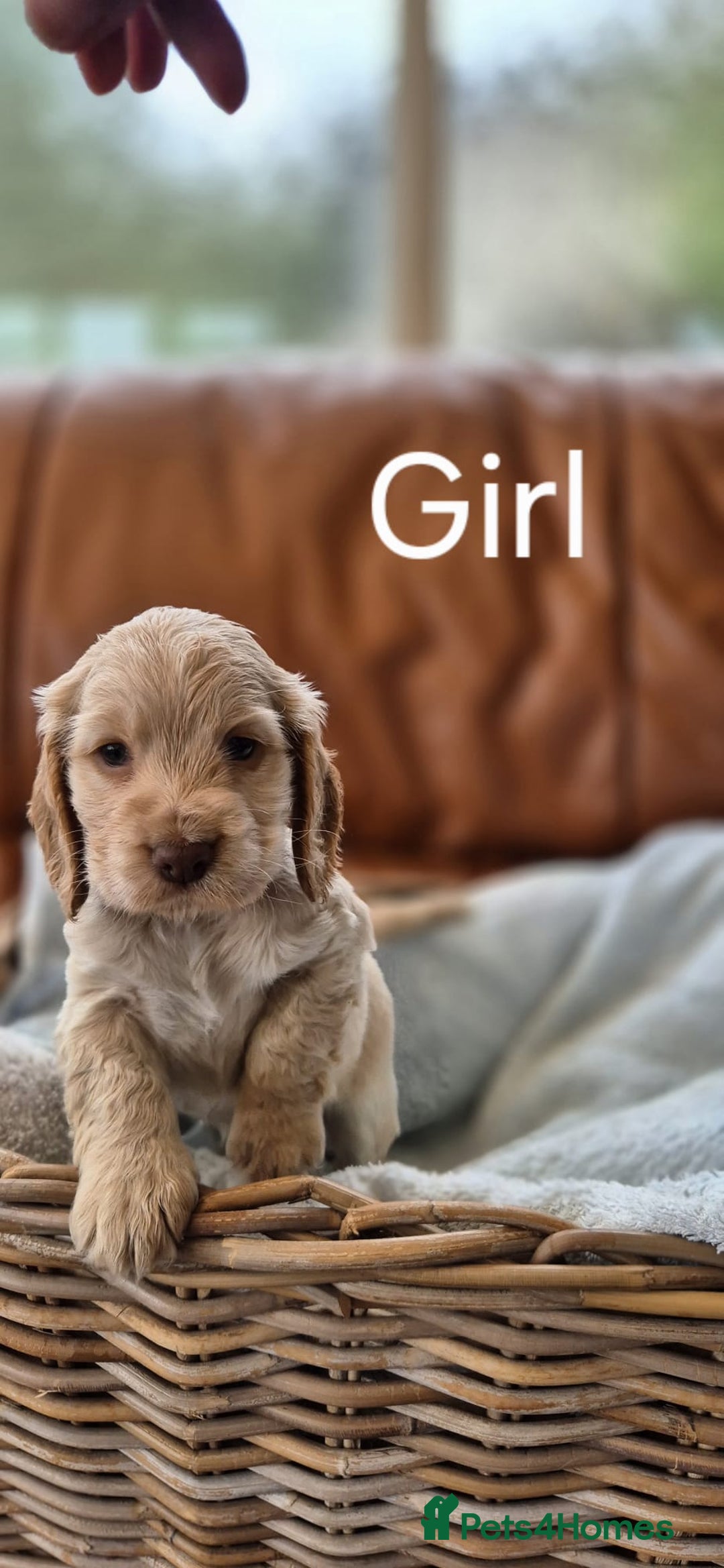 Cocker Spaniel dogs for sale: Cocker Spaniel Puppies - Image 2