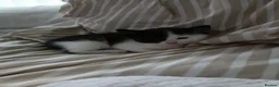 Domestic Shorthair cats for sale: Ready to leave 8 week old kittens  in Bolton - Advert 8