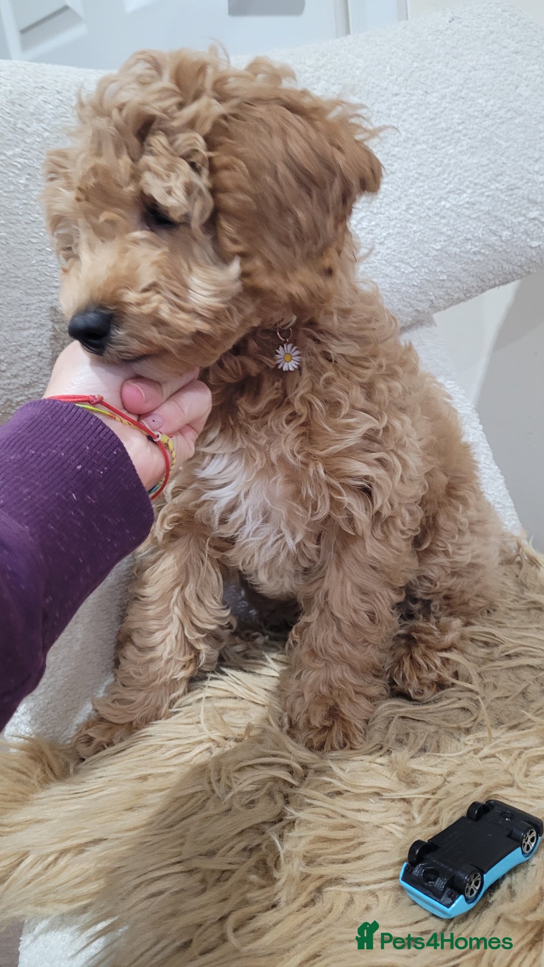 Cockapoo dogs for sale: Beautiful cockapoo girl pup - Advert 3