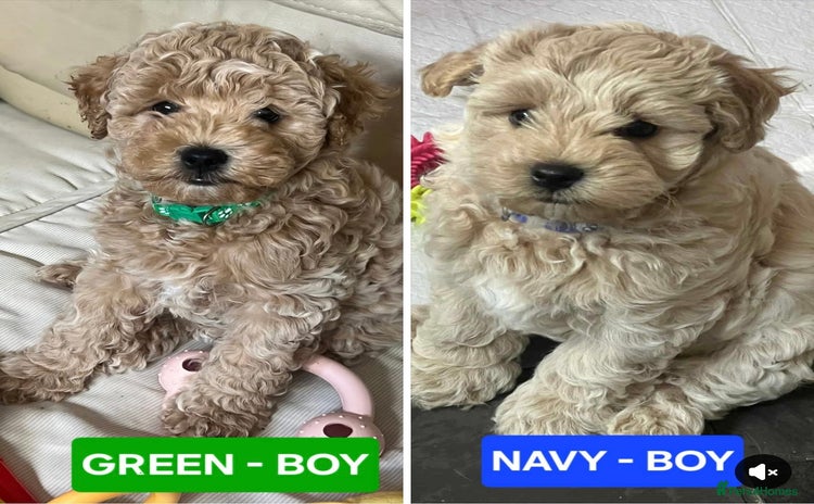 Maltipoo dogs - Advert 3