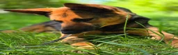 Mixed Breed dogs for adoption: ❤️ SHANNY ❤️ – WELL BALANCED, KIND AND DEVOTED  - Advert 2