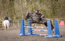 Connemara horses for sale: Storm the Jumping machine  - Image 3