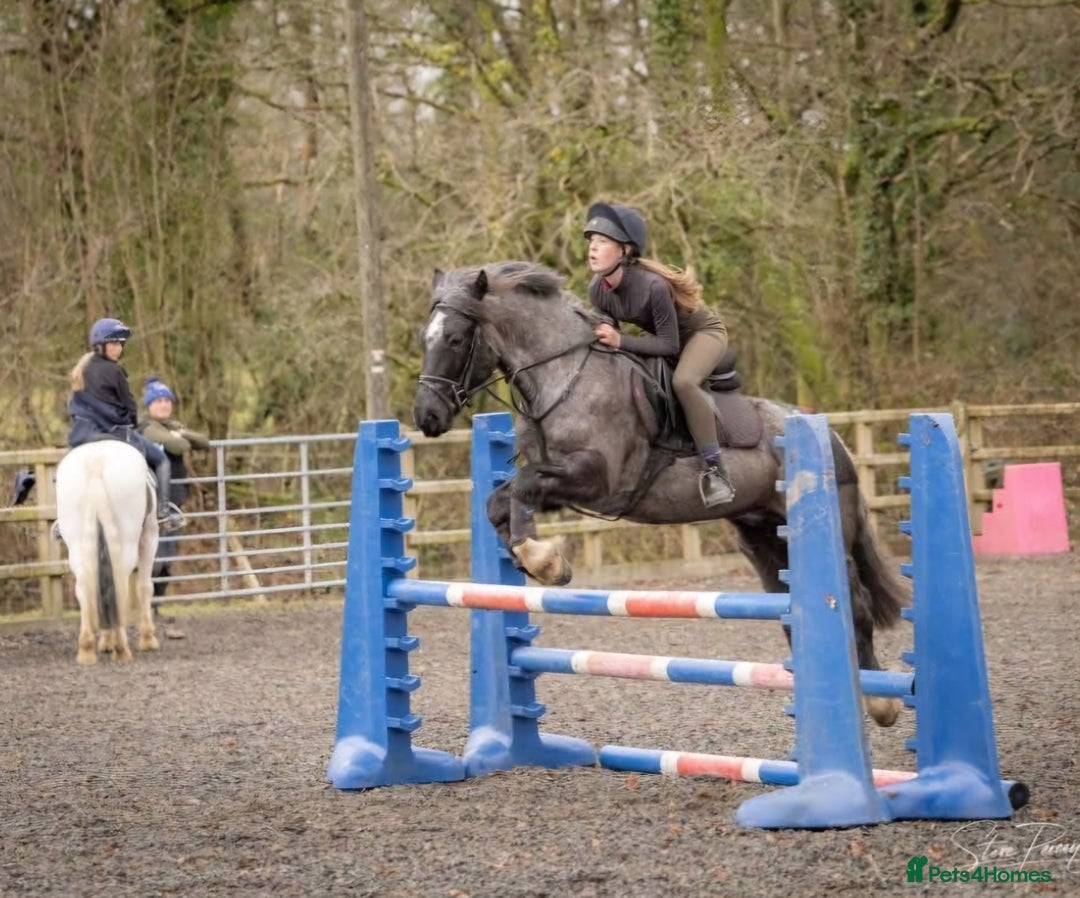Connemara horses for sale: Storm the Jumping machine  - Image 3