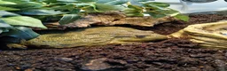Frog reptiles for sale: 🐸 African Bullfrog + Complete Setup – £200 in Solihull - Advert 4