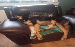 Mixed Breed dogs for adoption: Magnificent Rex GSD cross  - Image 3