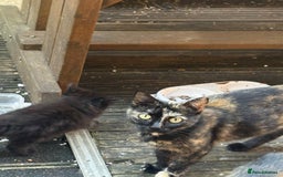 European cats for sale: Beautiful kittens  - Image 14