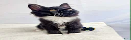 Maine Coon cats for sale: TICA registered Stunning Big boys - Advert 8