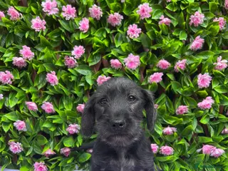Doxiepoo dogs for sale: SCHNOXIES F1 EXTENSIVEY HEALTH TESTED - Advert 3