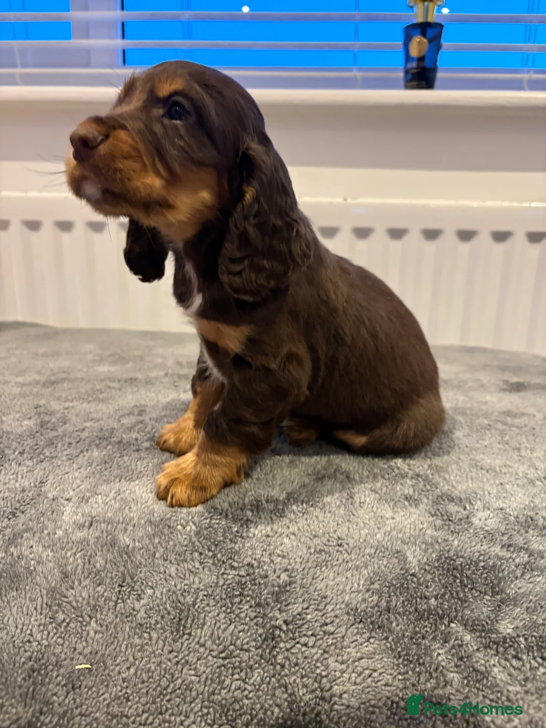 Cocker Spaniel dogs for sale: Cocker spaniel puppies  - Advert 14