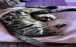 Bengal cats for sale: Bengal cross f kitten almost 6 months old - Image 5